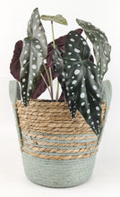 Load image into Gallery viewer, Ratten Basket - Sage
