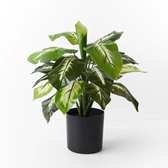 Dieffenbachia Plant